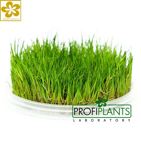 Eleocharis Acicularis In Vitro Profiplants Cz