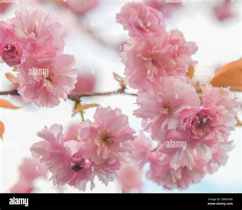 Flores De Cerezo Prunus Serrulata Flor Doble Cerezo Flor Kwanzan