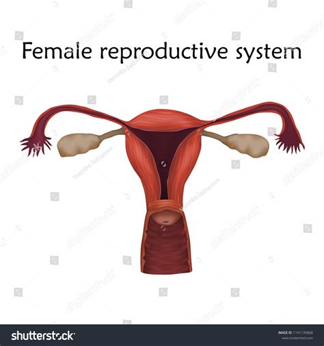 Female Reproductive System Anatomy Realistic Vector เวกเตอร์สต็อก