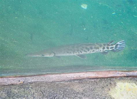 Tropical Gar Atractosteus Tropicus 2023 10 07 Zoochat