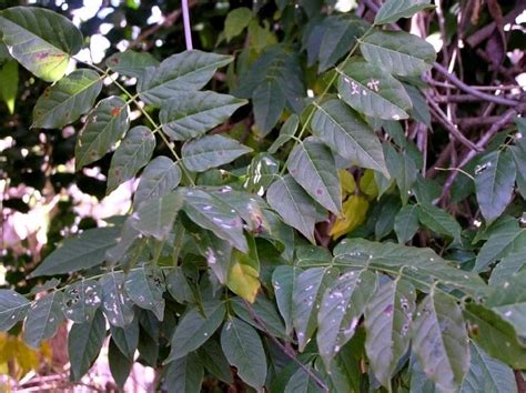 Wisteria Criteria For Deliria Maryland Invasive Species Council