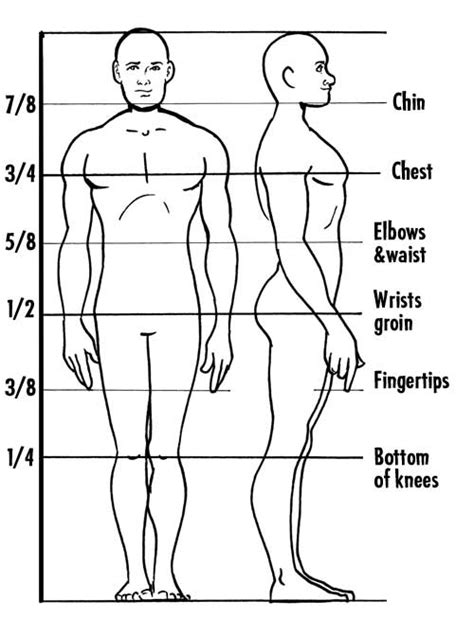 » Anatomy 101: Body Proportions