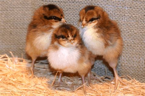 Breed Spotlight The Sussex Meyer Hatchery Blog