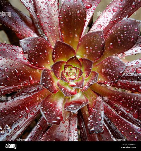 Aeonium Arboreum Var Atropurpureum Schwarzkopf Immagini E Fotografie