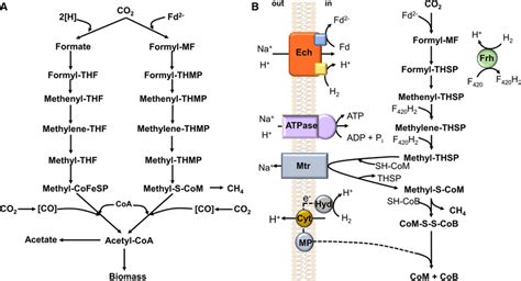 The Woodljungdahl Pathway Of Acetyl Coa Formation From Co In