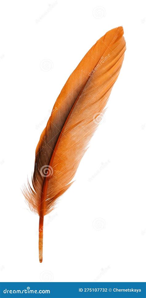 Beautiful Orange Bird Feather Isolated On White Stock Photo Image Of