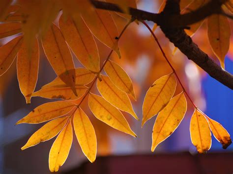 X Wallpaper Orange Tree Leaves Peakpx