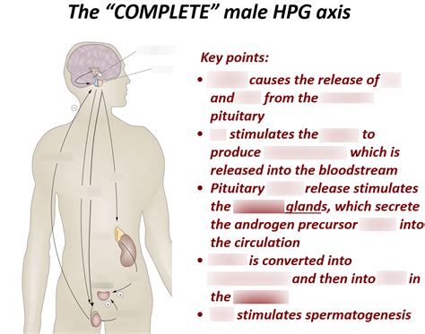 The Male HPG Axis (Diagram) Diagram | Quizlet