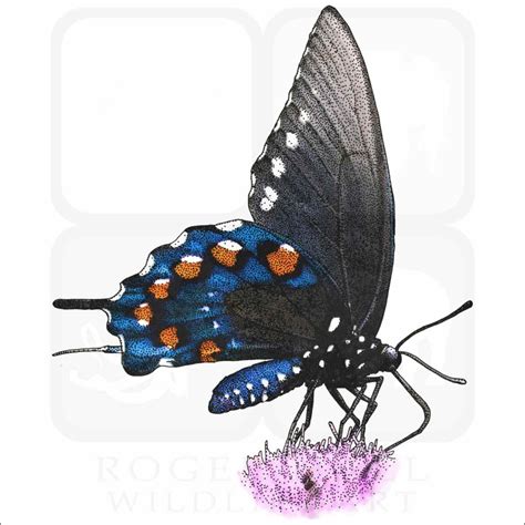 Stock Art Drawing Of A California Pipevine Swallowtail Butterfly