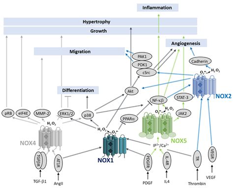 Antioxidants Free Full Text Nadph Oxidases Nox An Overview From