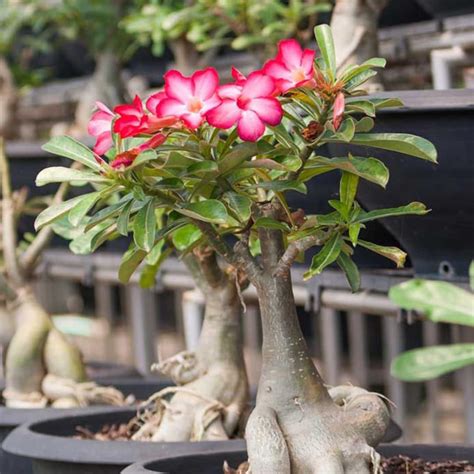 Desert Rose Rare Exotic Pink Adenium Obesum Live Plant Etsy Canada