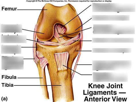 Knee Joint Ligaments Anterior View Diagram Quizlet