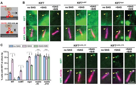 Hedgehog Induced Ciliary Trafficking Of Kinesin 4 Motor KIF7 Requires