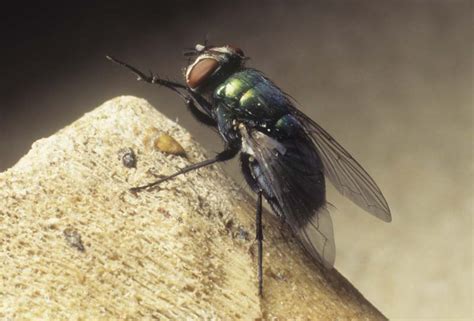 Forensic Flies Photo Gallery