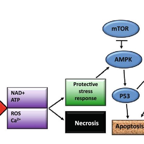 Cellular Energy Status And The Interplay Between Necrosis Apoptosis