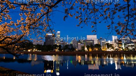 東京都台東区 上野公園、不忍池の夜桜の写真素材 204605867 イメージマート