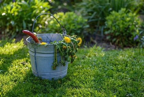 Comment faire un désherbant puissant et naturel Erreurs