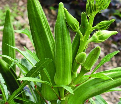 12 Important Diseases Of Okra Abelmoschus Esculentus Agriculture