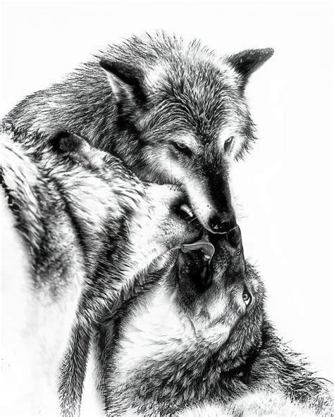 Wolves In Love Drawing