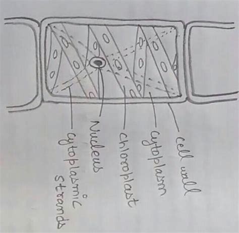 Draw A Well Labelled Diagram Of Spirogyra Brainly In