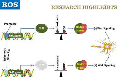 Figure From Ros Nrf Silencing For Neuron Maturation Semantic Scholar