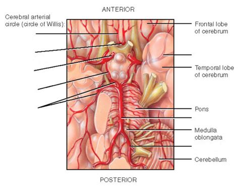 Cranial Arteries Diagram Quizlet