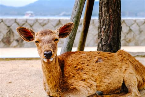 Mt Misen Miyajima Welcome To Japans Holiest Island