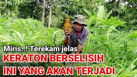 Miris Terekam Jelas Kraton Berselisih Akibatnya Ini Yang Terjadi