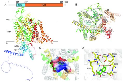 Putative Structure Of Gametogenesis Essential Protein 1 GEP1 And Its