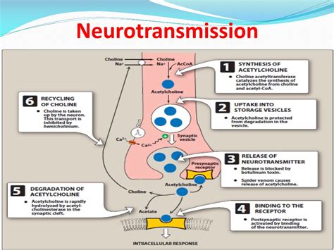 PPT Drugs Act On ANS Cholinergic Agonists And Antagonists PowerPoint