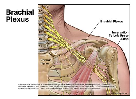 Plexus Brachialis Brachial Plexus Injury Cervical Plexus Brachial | The ...