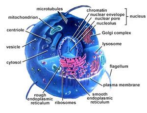 Science Information | Biology | Tech Hydra