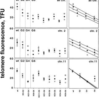 Model Of Telomere Dynamics And Chromosomal Instability During Tumor