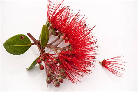 Royalty Free Pohutukawa Tree Pictures, Images and Stock Photos - iStock