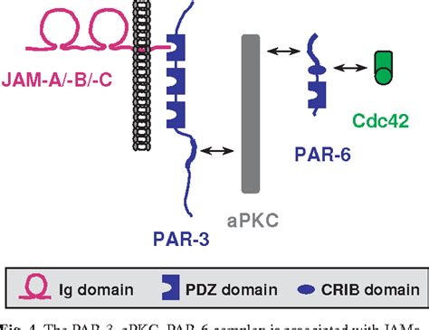 Junctional Adhesion Molecules Semantic Scholar