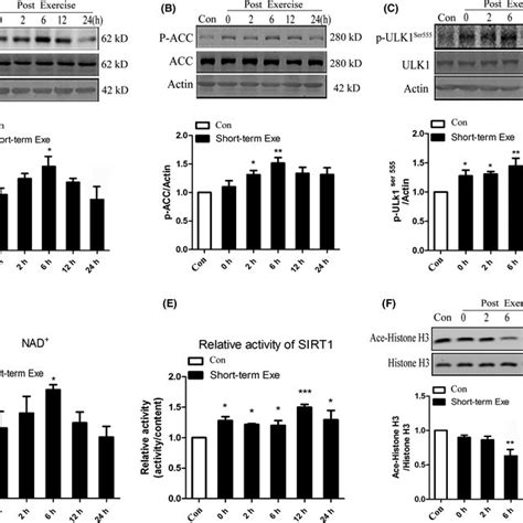 Exercise Activates Ampksirt Pathway A B Western Blot Analysis Of