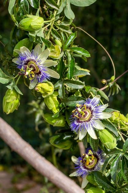 Premium Photo Close Up Passiflora Passion Flower Passiflora