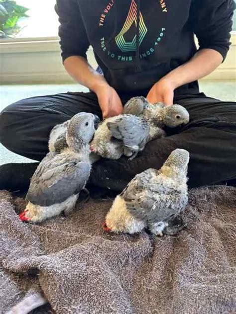 African Greys Hand Raised Birds Gumtree Australia Northern
