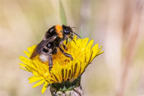 Bumblebee Dandelion Pollination - Free photo on Pixabay