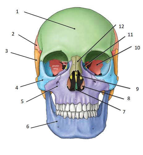 External Features Of The Skull Flashcards Quizlet