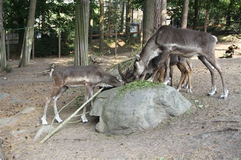 Reindeer diet and nutrition | How to feed and arctic ruminant?