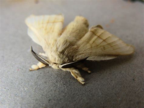 Domesticated Silkmoth (Insectos Parque Natural de Sierra Nevada ...