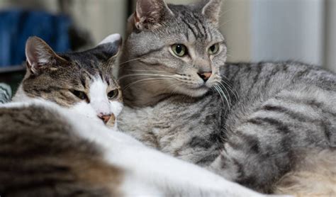 Dozens Of Cats Rescued Before They Could Become Meat For Meals