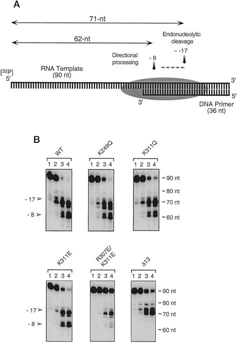 Rnase H Activity Of Trna Lys 3 Binding Mutants A Schematic