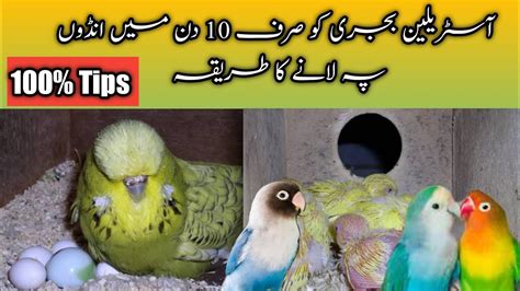 Australian Parrots Breeding Tips In Urdu Budgies Colony Setup Breeding Progress Breeding