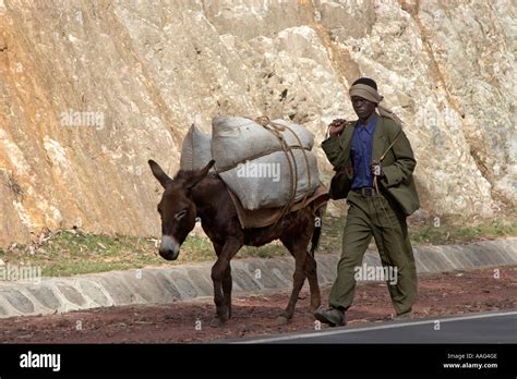 Donkey Working Laden With Sacks And Owner On The Road From Addis Ababa