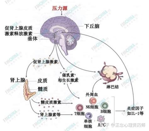 功能医学专业分享 压力应激 焦虑抑郁 失眠“三步曲”（上）——应激引发生理失衡 知乎