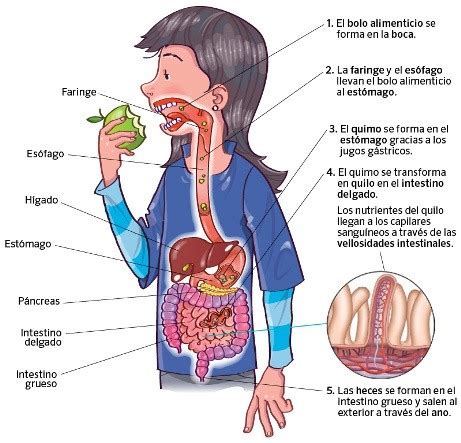 Digestion Alimentacion Nutricion Biology Quiz Quizizz