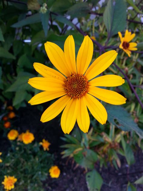 Fotos gratis naturaleza pétalo botánica amarillo flora flor