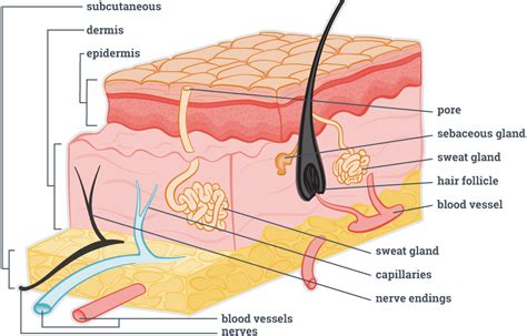 Integumentary System Diagram Quizlet